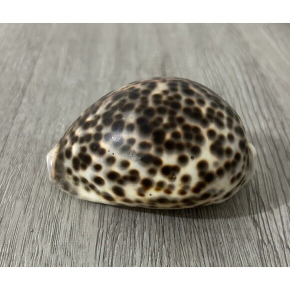 Cypraea Tigris Shell Spotted Seashell Beach Ocean Decor - Picture 2 of 7